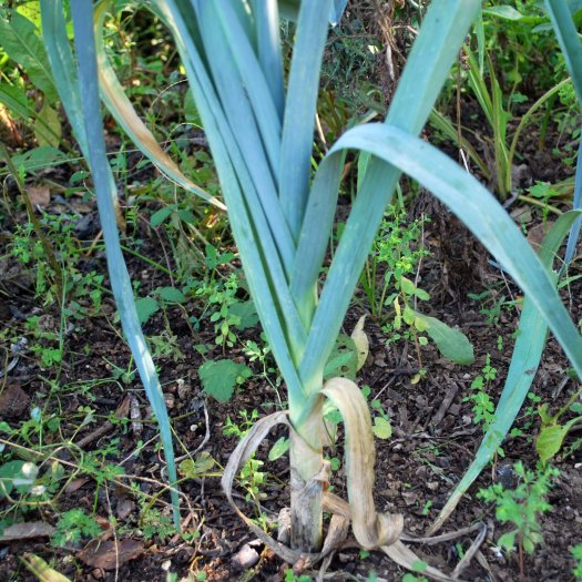 Allium ampeloprasum var. porrum